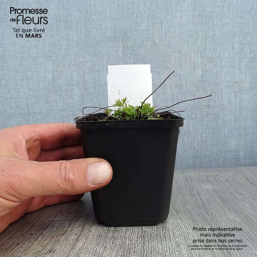 Anemone multifida Rosea Vasetto da 8/9 cm esemplare consegnato in inverno