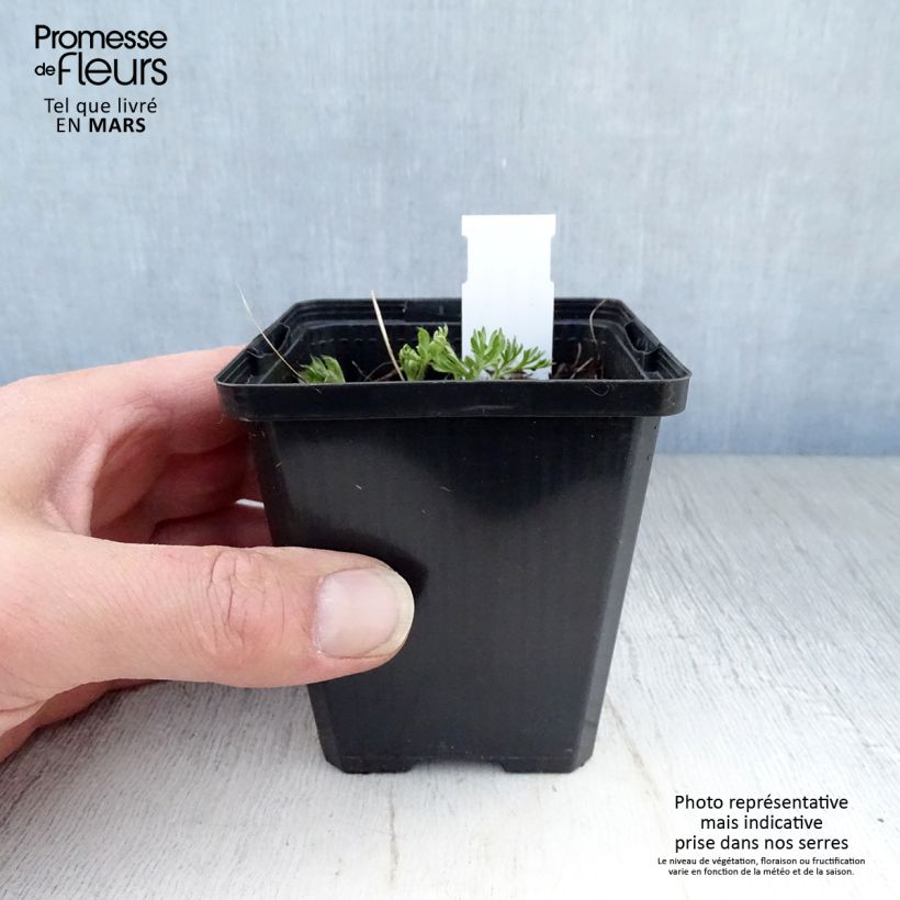 Anemone multifida Rosea Vasetto da 8/9 cm esemplare consegnato in primavera