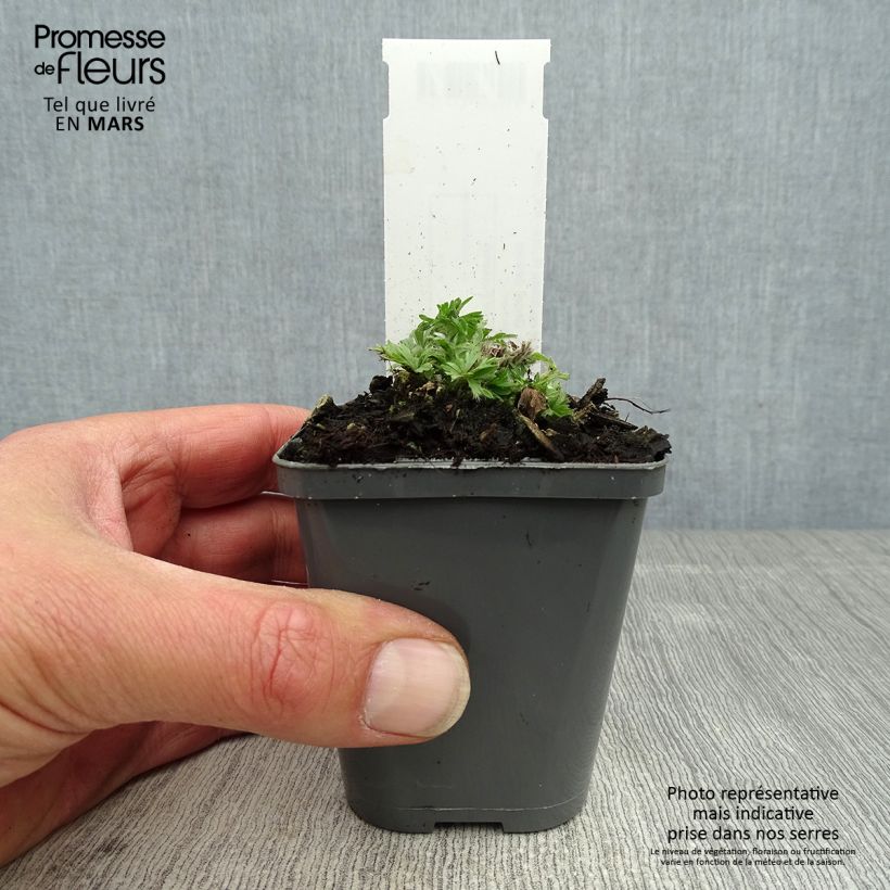 Anemone multifida Rubra Vasetto da 8/9 cm esemplare consegnato in primavera