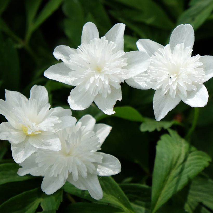 Anemone nemorosa Vestal (Fioritura)