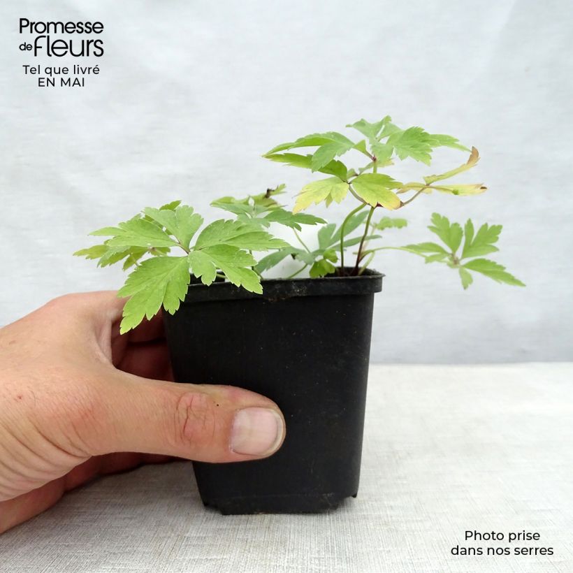 Anemone nemorosa Vasetto da 8/9 cm esemplare consegnato in primavera