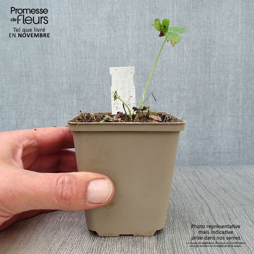 Esemplare di Anemone sylvestris - Anemone silvestre Vasetto da 8/9 cm come consegnato in autunno