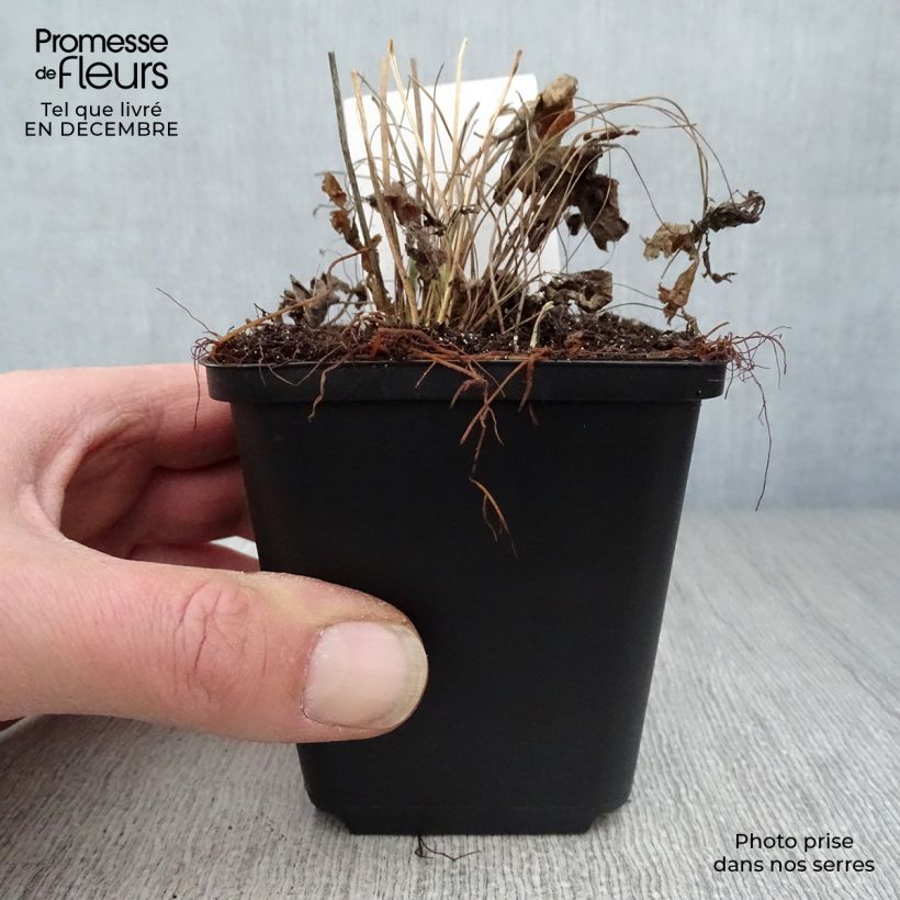 Anemone sylvestris - Anemone silvestre Vasetto da 8/9 cm esemplare consegnato in inverno