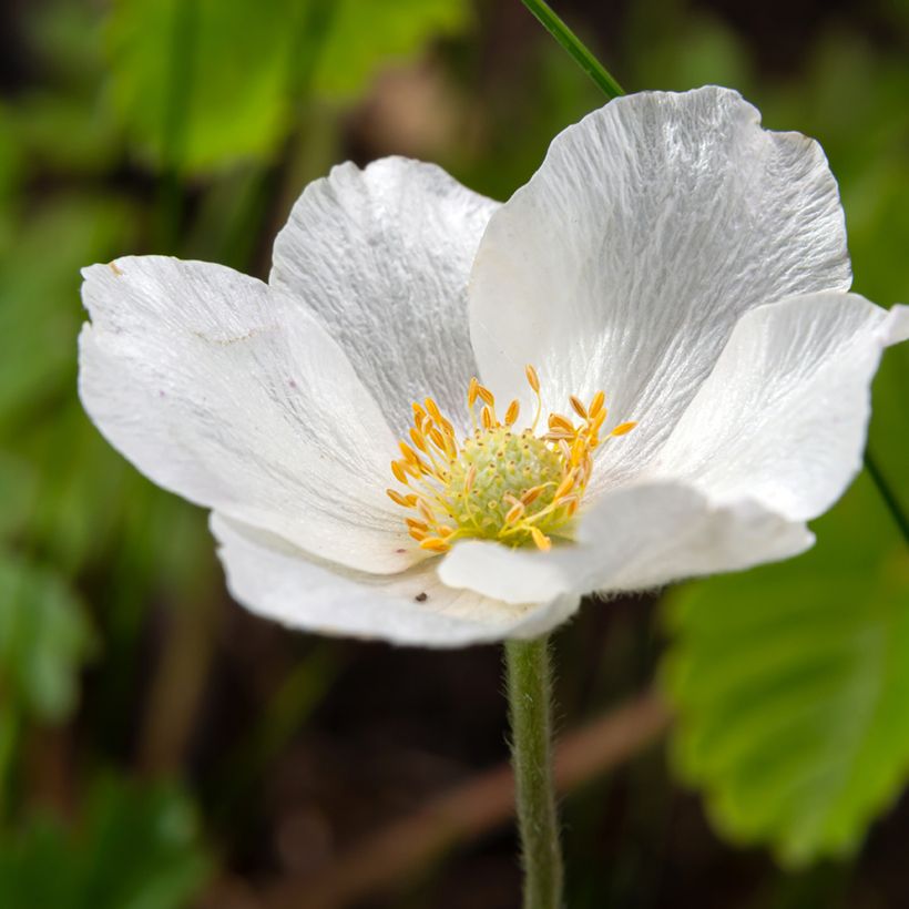 Anémone sauvage - Anemone sylvestris (Fioritura)