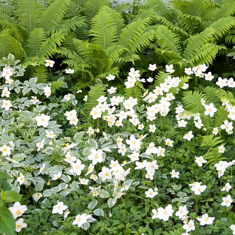 Anémone sauvage - Anemone sylvestris (Porto)