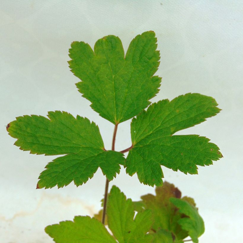 Anemone tomentosa Albadura (Fogliame)