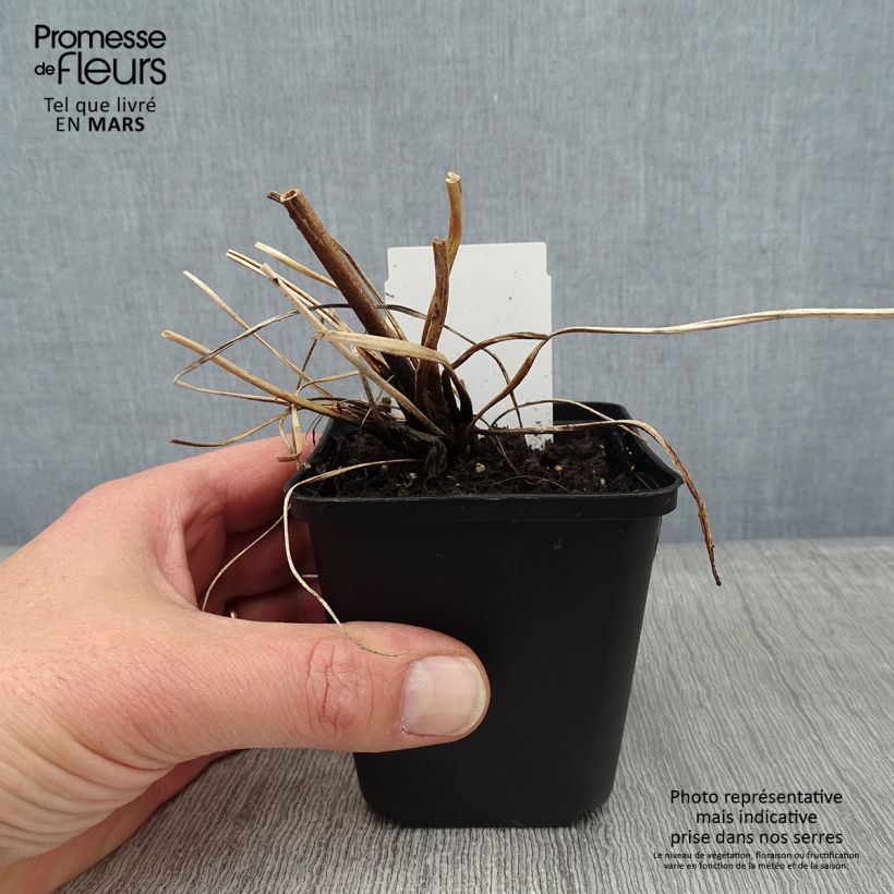 Anemone tomentosa Albadura Vasetto da 8/9 cm esemplare consegnato in inverno