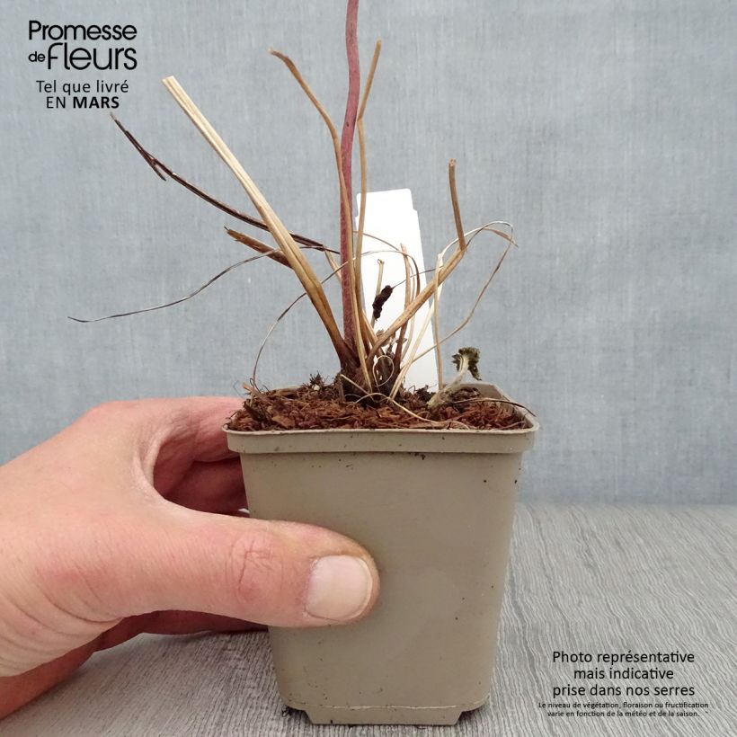 Anemone tomentosa Albadura Vasetto da 8/9 cm esemplare consegnato in primavera