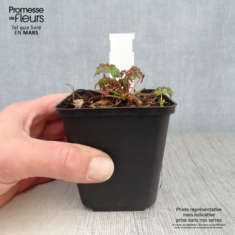 Anemonella thalictroides Vasetto da 8/9 cm esemplare consegnato in primavera