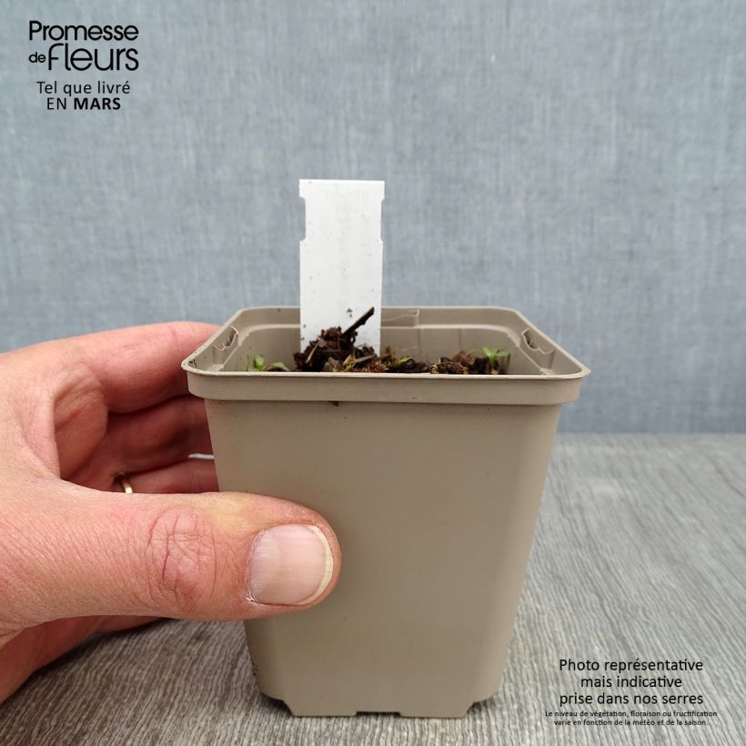 Anemonella thalictroides Vasetto da 8/9 cm esemplare consegnato in inverno