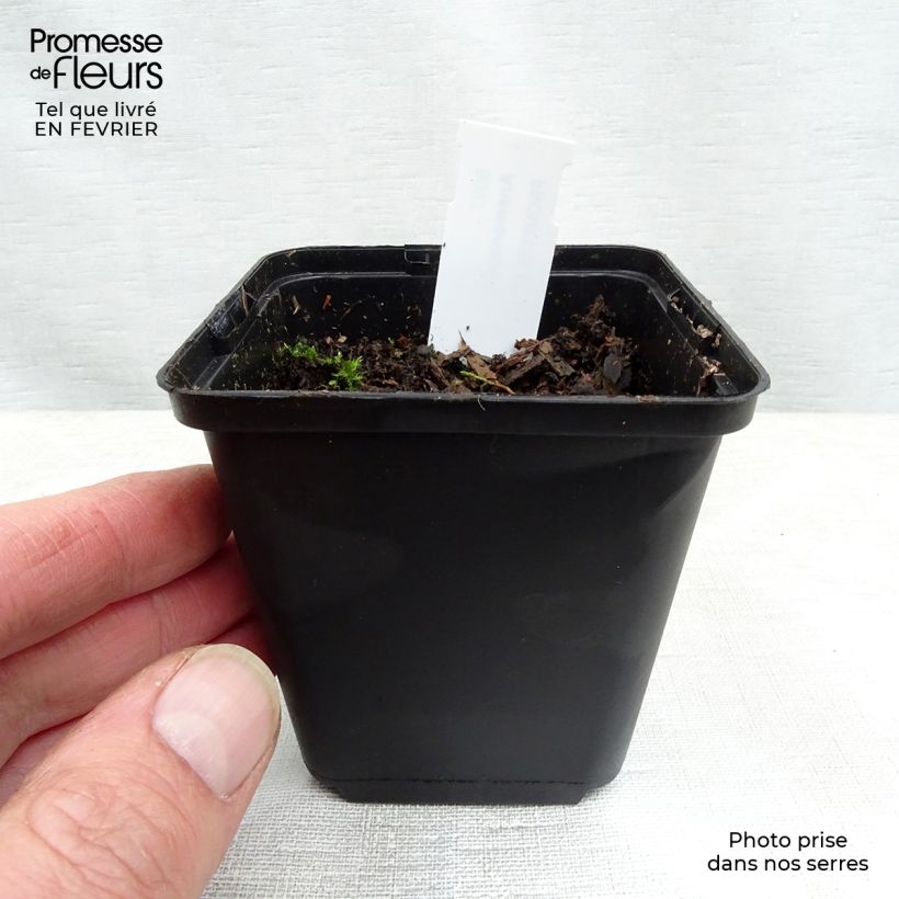 Anemonopsis macrophylla Vasetto da 8/9 cm esemplare consegnato in inverno