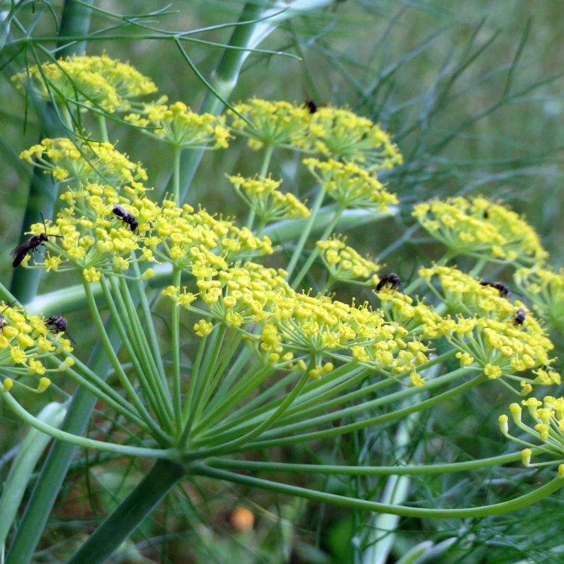 Aneto (Piante) (Fioritura)