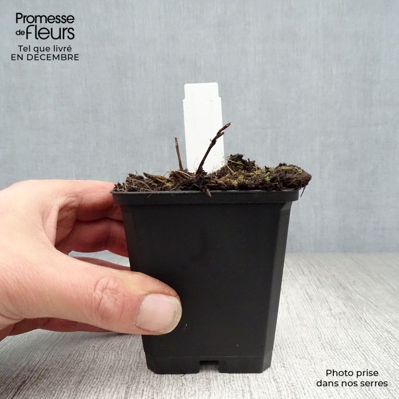 Angelica gigas Vasetto da 8/9 cm esemplare consegnato in inverno