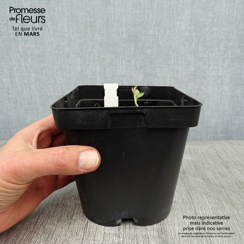 Angelica gigas Vaso da 2L/3L esemplare consegnato in inverno