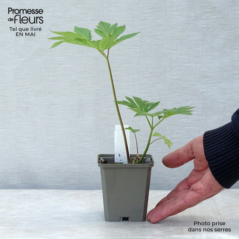 Angelica gigas Vasetto da 8/9 cm esemplare consegnato in primavera