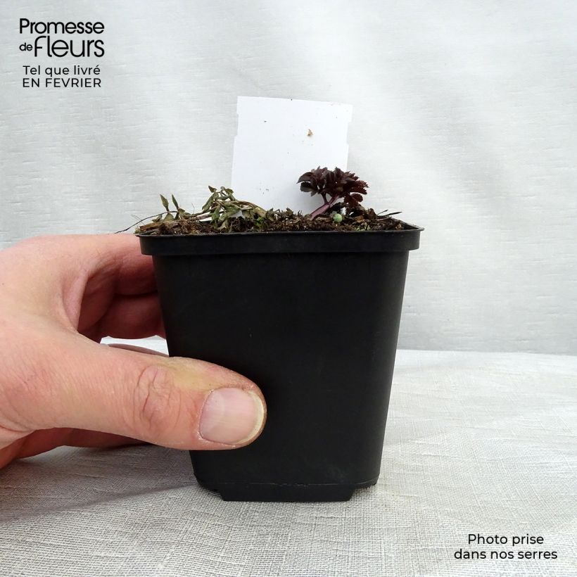 Angelica sylvestris Vicar's Mead - Angelica selvatica Vasetto da 8/9 cm esemplare consegnato in inverno