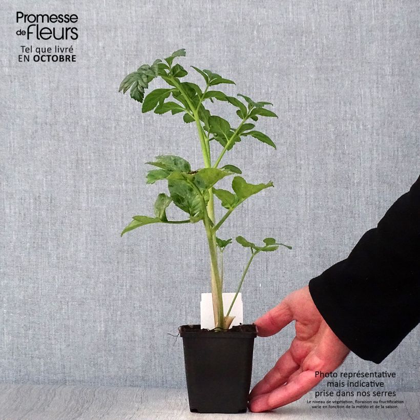 Esemplare di Angelica pachycarpa Vasetto da 8/9 cm come consegnato in autunno