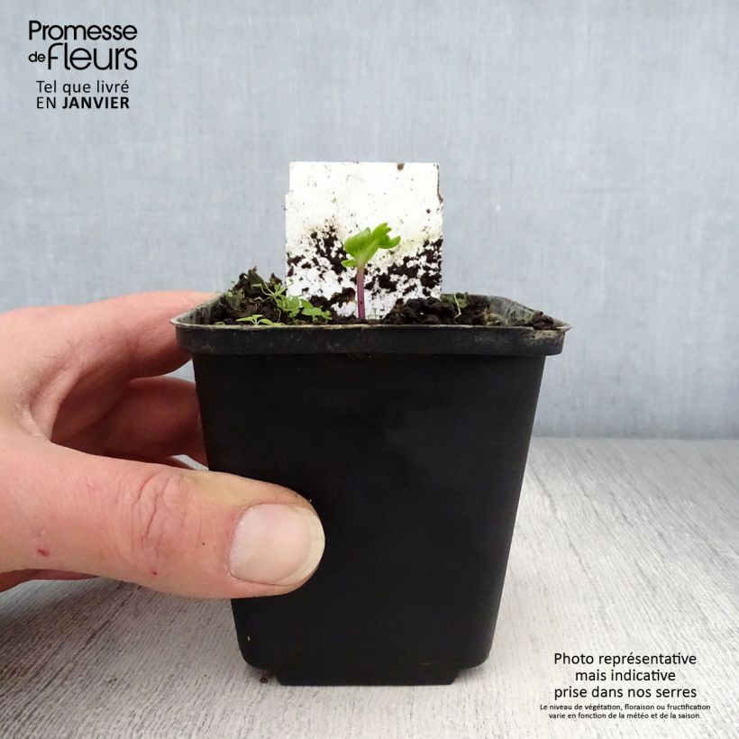 Angelica pachycarpa Vasetto da 8/9 cm esemplare consegnato in inverno