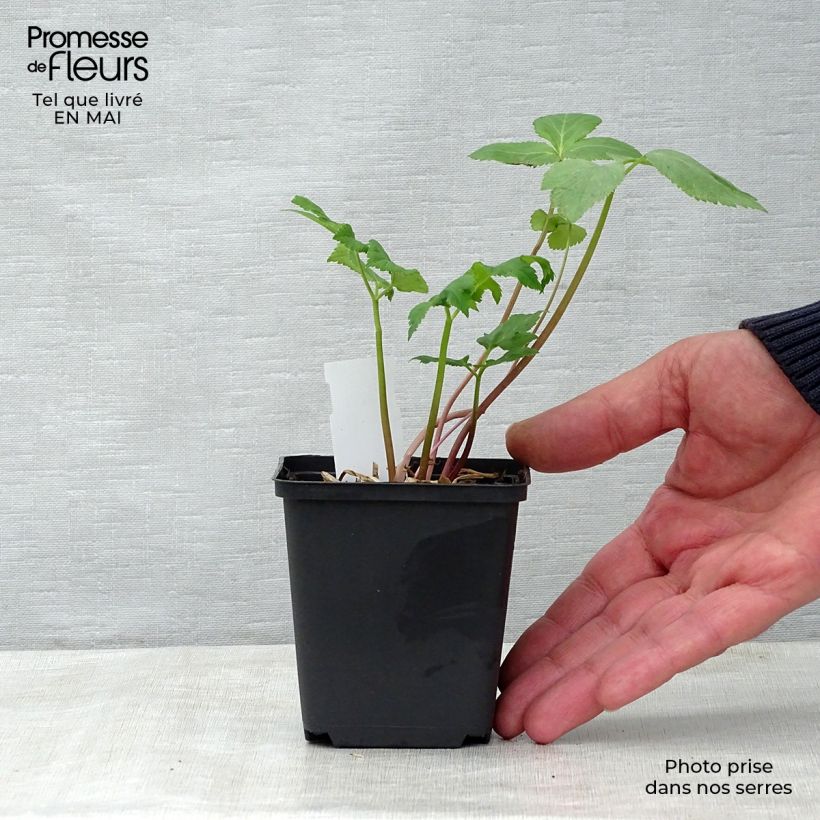 Angelica archangelica - Angelica Vasetto da 7/8 cm esemplare consegnato in primavera