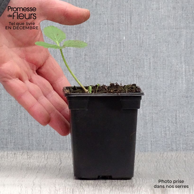 Angelica archangelica - Angelica Vasetto da 7/8 cm esemplare consegnato in inverno