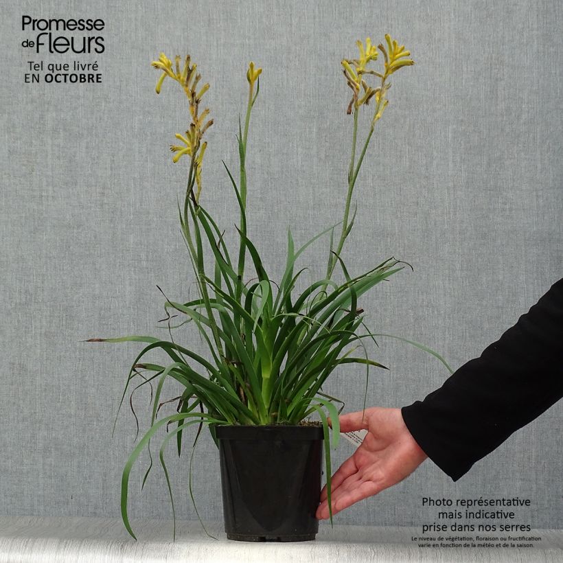Esemplare di Anigozanthos flavidus Bush Bonanza - Zampe di canguro Vaso da 2L/3L come consegnato in autunno