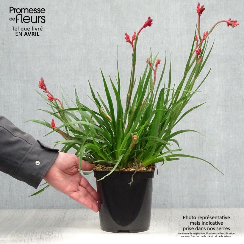 Anigozanthos flavidus Bush Inferno - Zampe di canguro Vaso da 3L/4L esemplare consegnato in primavera