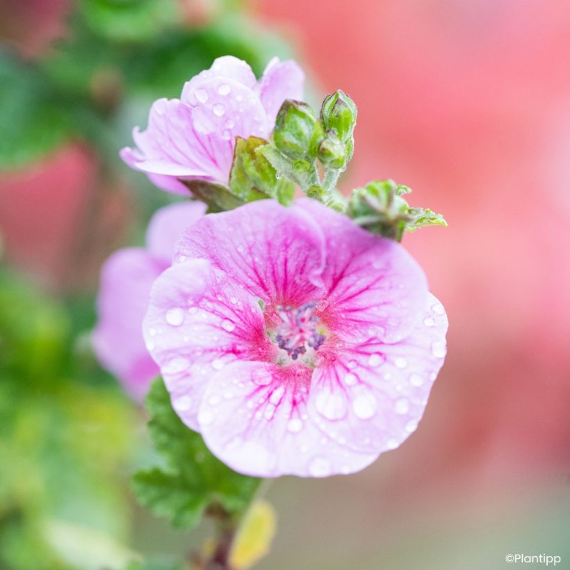 Anisodontea Cotton Candy Pink - Malva del Capo (Fioritura)