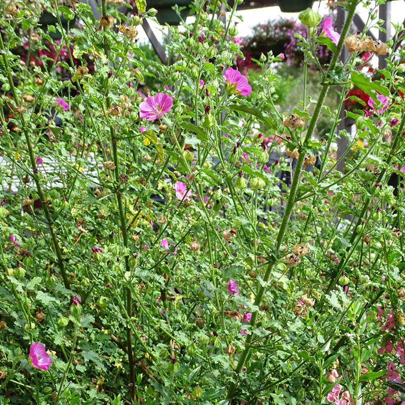 Anisodontea Lady in Pink - Malva del Capo (Porto)