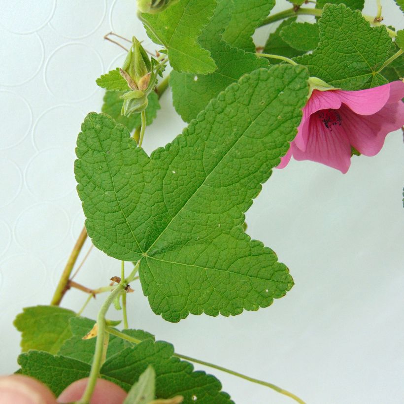 Anisodontea capensis El Rayo - Malva del Capo (Fogliame)