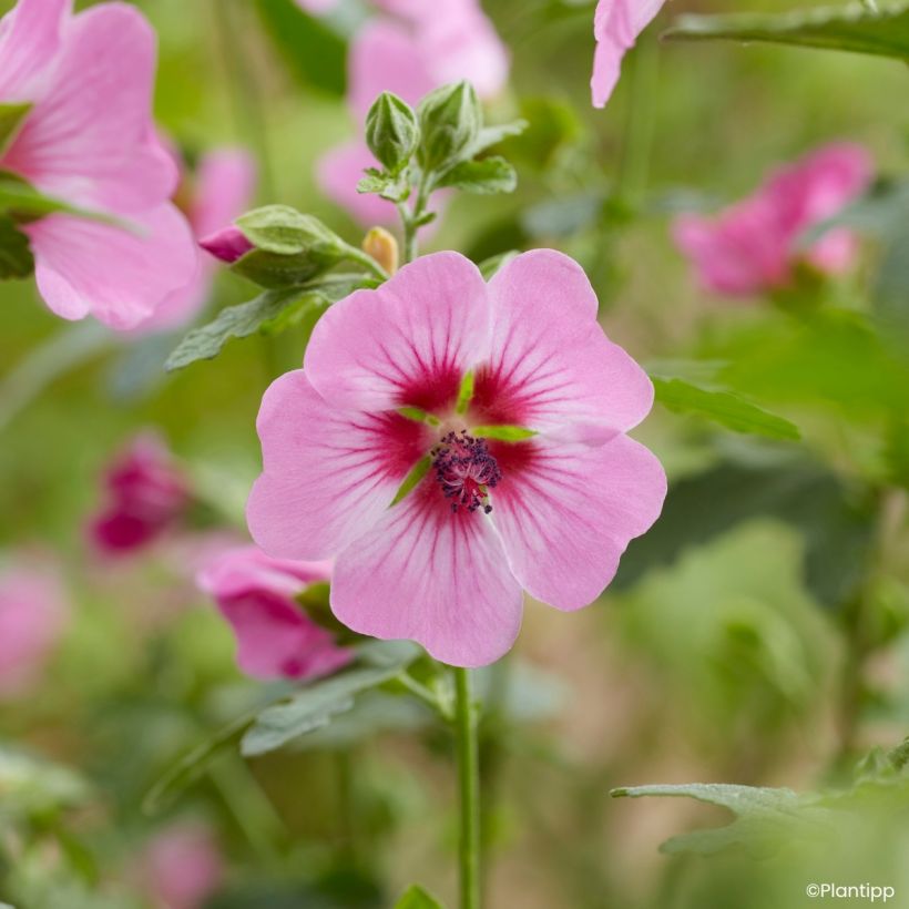 Anisodontea Carnival Lights Gala - Malva del Capo (Fioritura)