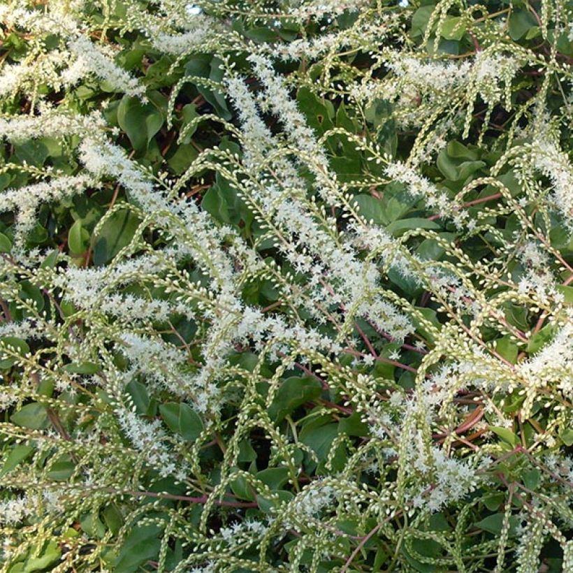 Anredera cordifolia - Vite di Madeira (Fioritura)