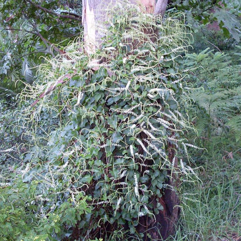Anredera cordifolia - Vite di Madeira (Porto)