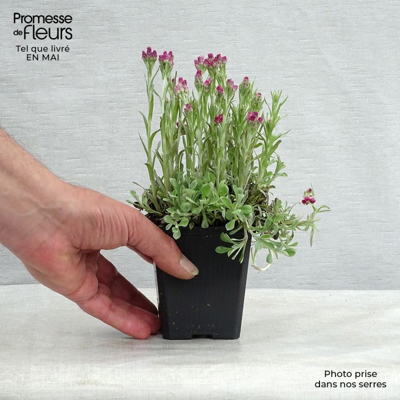 Antennaria dioica Rubra - Sempiterni di montagna Vasetto da 8/9 cm esemplare consegnato in primavera