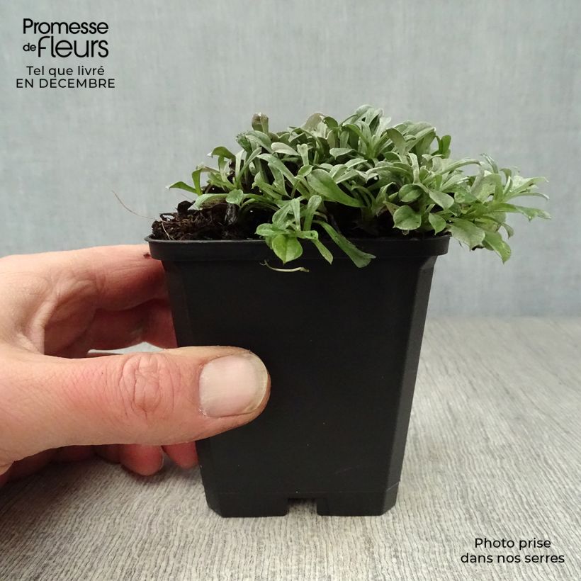 Antennaria dioica Rubra - Sempiterni di montagna Vasetto da 8/9 cm esemplare consegnato in inverno