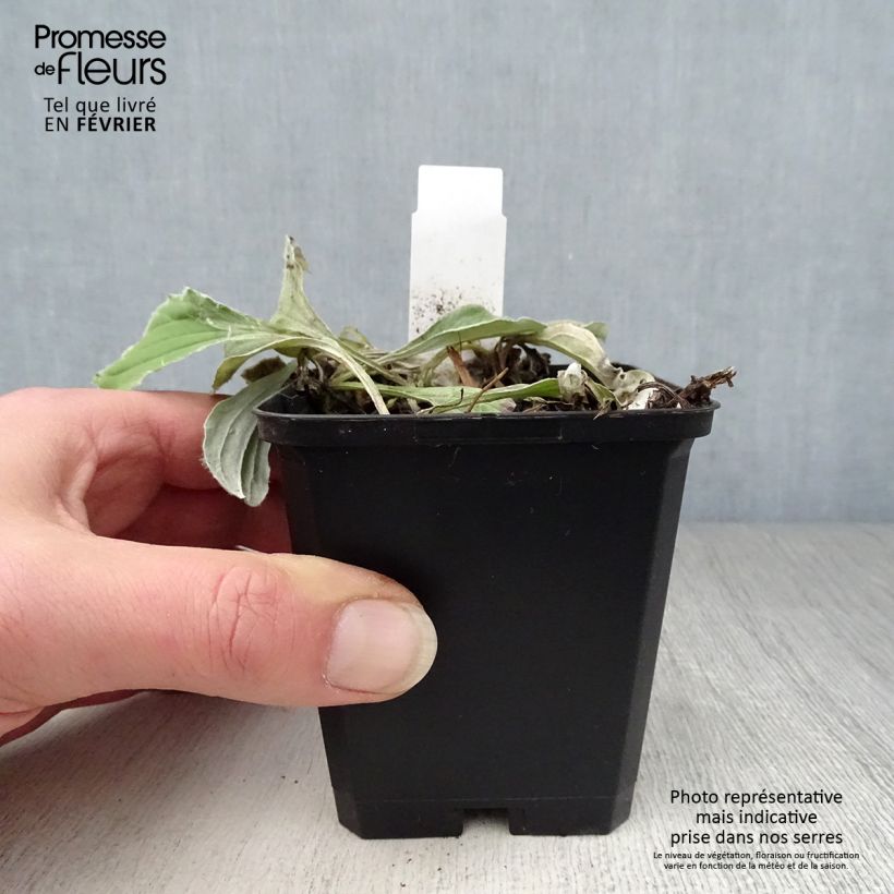 Antennaria plantaginifolia Vasetto da 8/9 cm esemplare consegnato in inverno