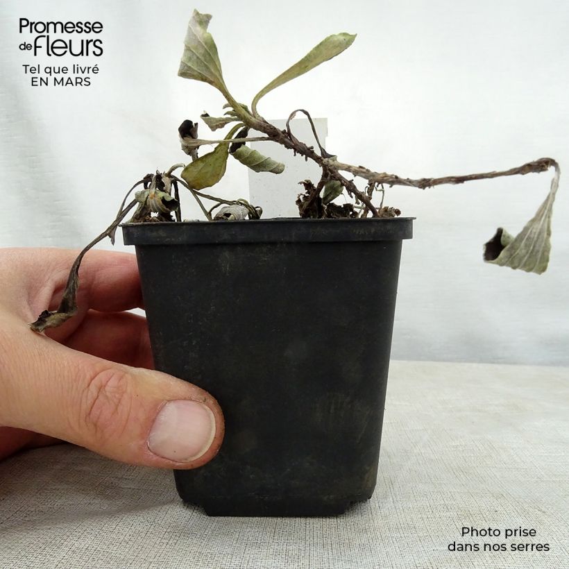 Antennaria plantaginifolia Vasetto da 8/9 cm esemplare consegnato in primavera