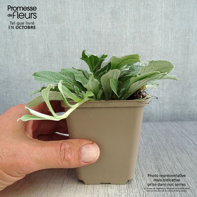 Esemplare di Antennaria plantaginifolia Vasetto da 8/9 cm come consegnato in autunno