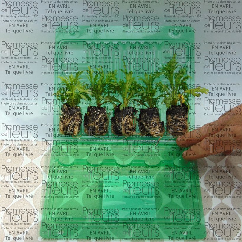 Esempio di esemplare Argyranthemum frutescens Butterfly Yellow mini zolla... come consegnato