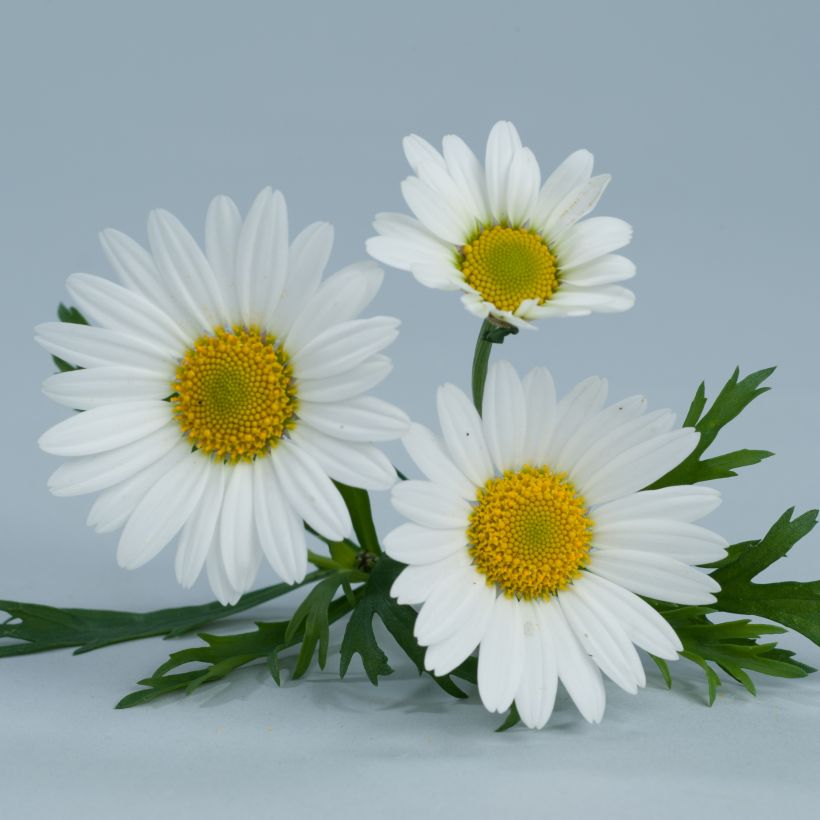 Argyranthemum frutescens Everest White (Fioritura)