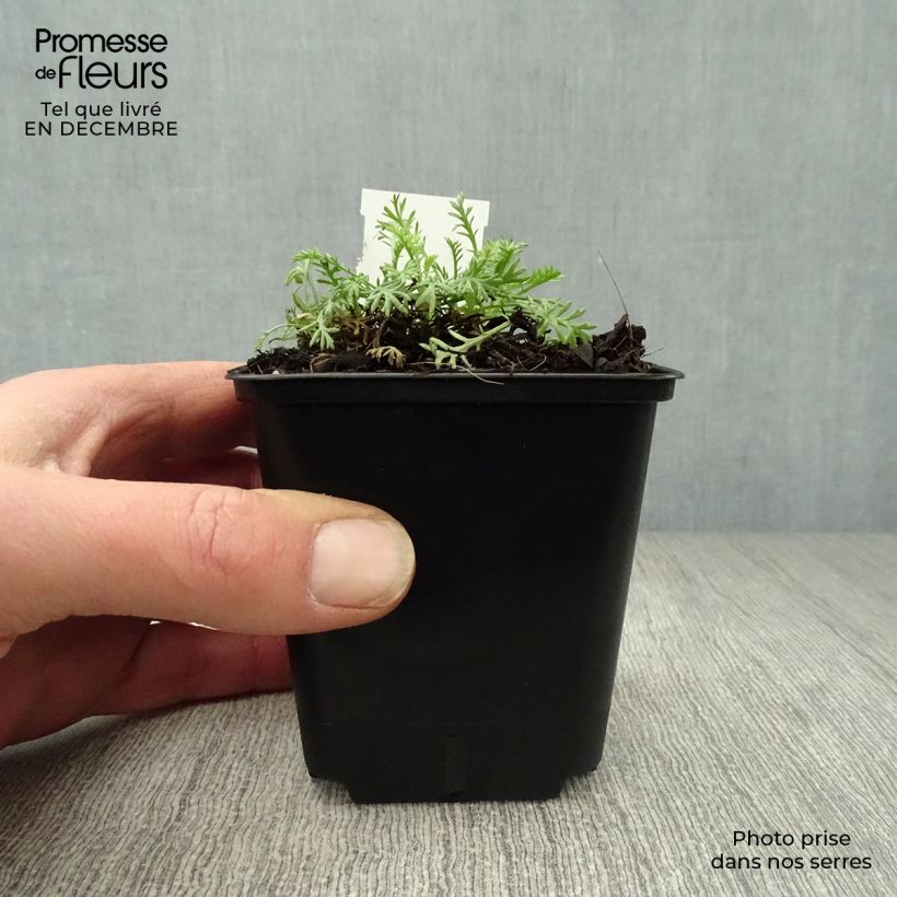 Anthemis carpatica Karpatenschnee Vasetto da 8/9 cm esemplare consegnato in inverno