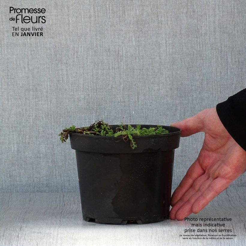 Anthemis carpatica Karpatenschnee Vaso da 2L/3L esemplare consegnato in inverno