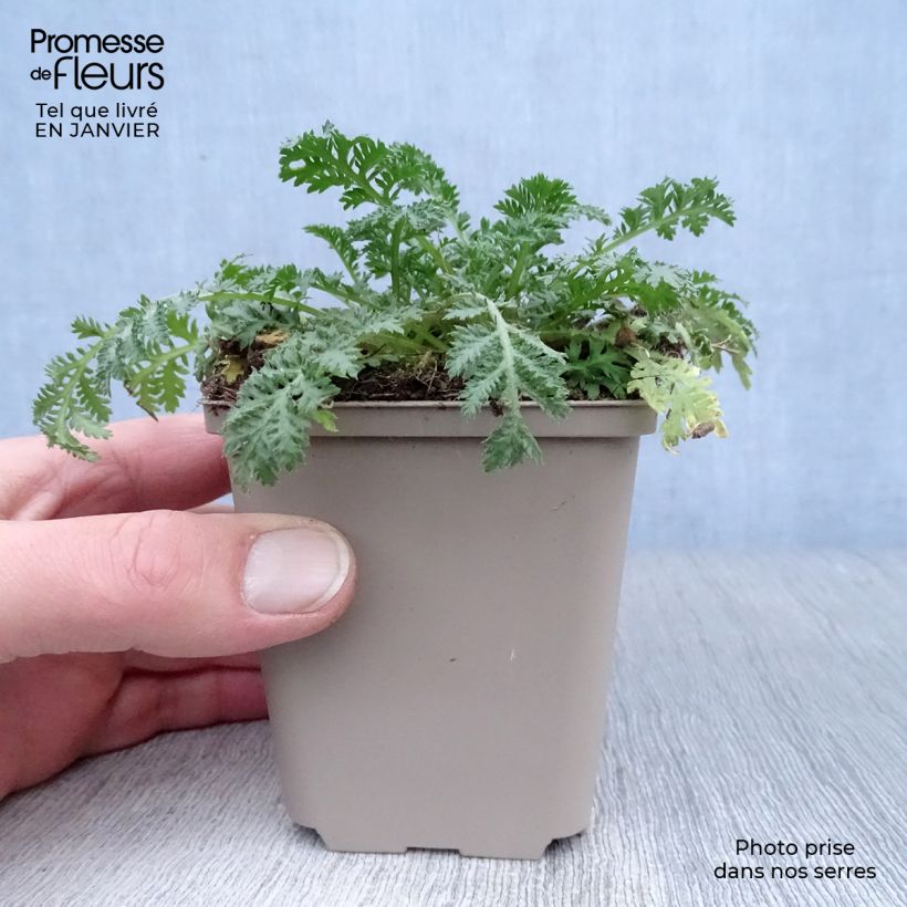 Anthemis sancti-johannis Vasetto da 7/8 cm esemplare consegnato in inverno