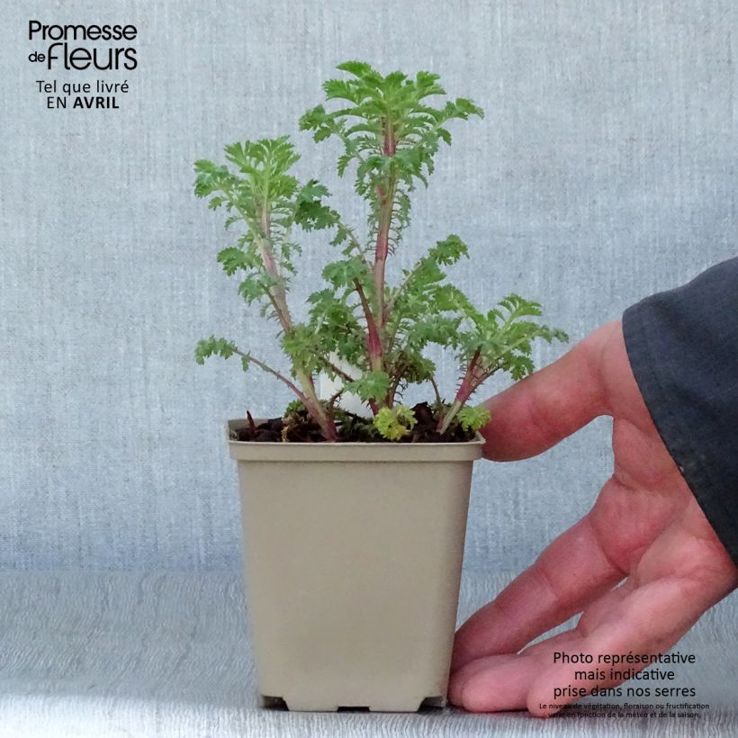 Anthemis sancti-johannis Vasetto da 7/8 cm esemplare consegnato in primavera