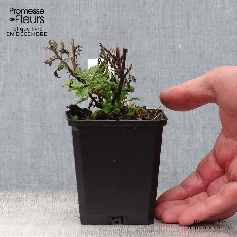 Anthemis tinctoria E.C. Buxton - Camomilla dei tintori Vasetto da 8/9 cm esemplare consegnato in inverno