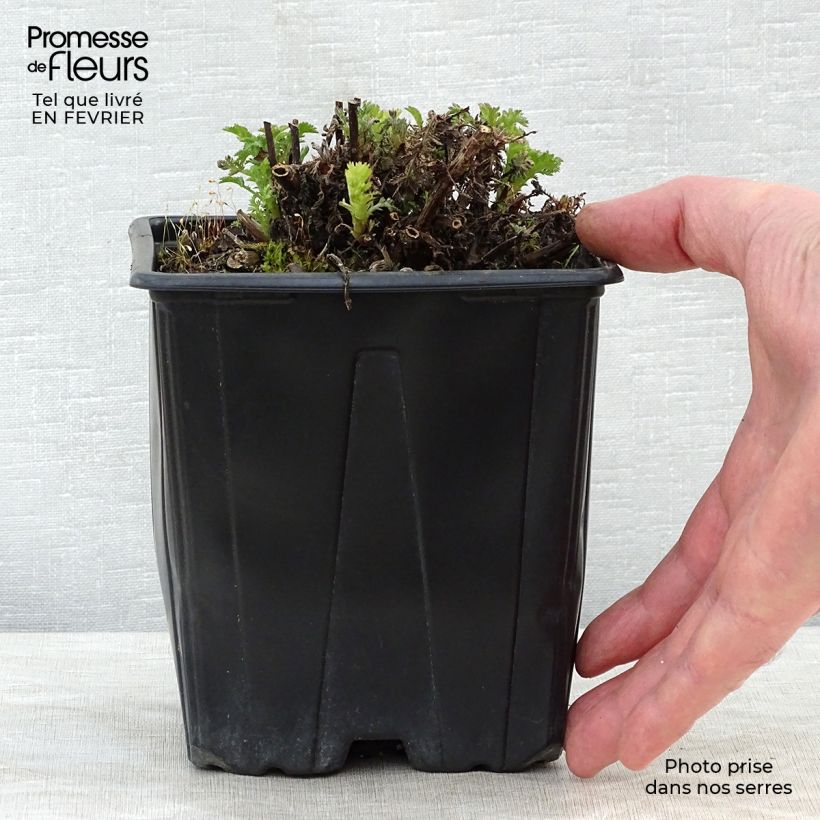 Anthemis tinctoria E.C. Buxton - Camomilla dei tintori Vaso da 2L/3L esemplare consegnato in inverno