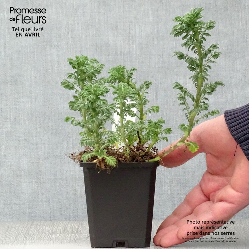 Anthemis tinctoria E.C. Buxton - Camomilla dei tintori Vasetto da 8/9 cm esemplare consegnato in primavera