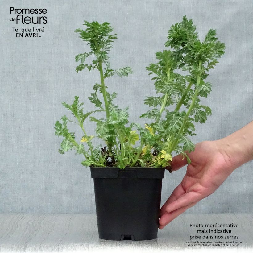 Anthemis tinctoria E.C. Buxton - Camomilla dei tintori Vaso da 2L/3L esemplare consegnato in primavera