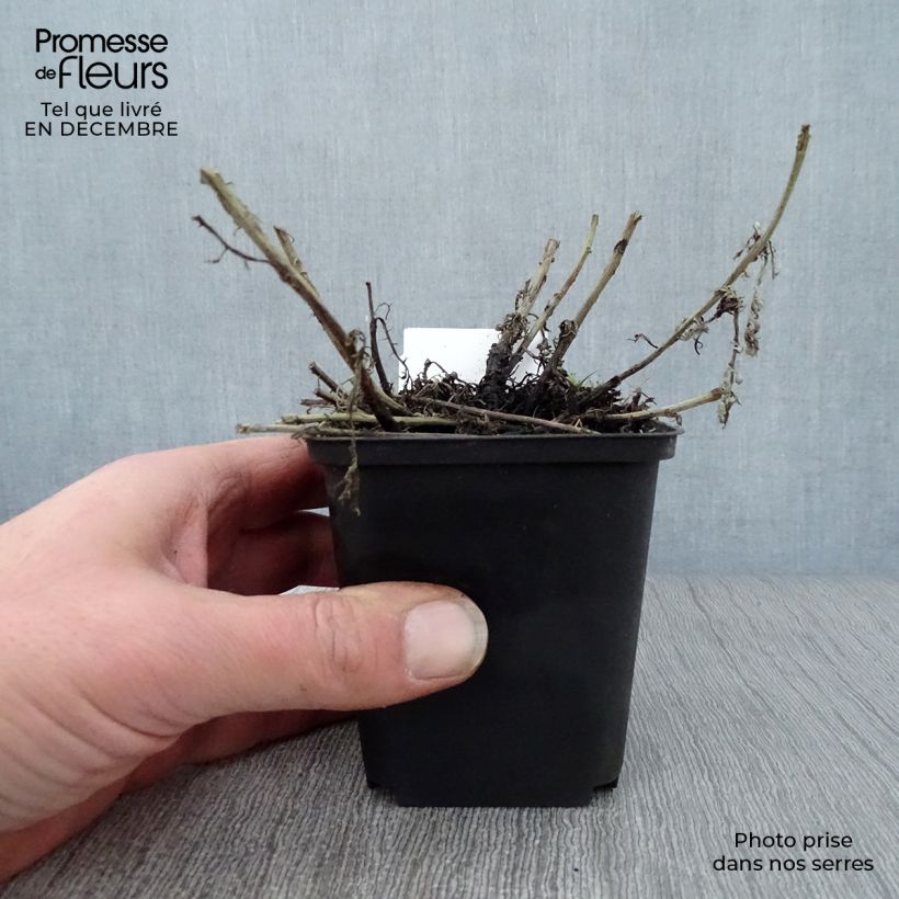 Anthemis tinctoria Sauce Hollandaise - Camomilla dei tintori Vasetto da 8/9 cm esemplare consegnato in inverno