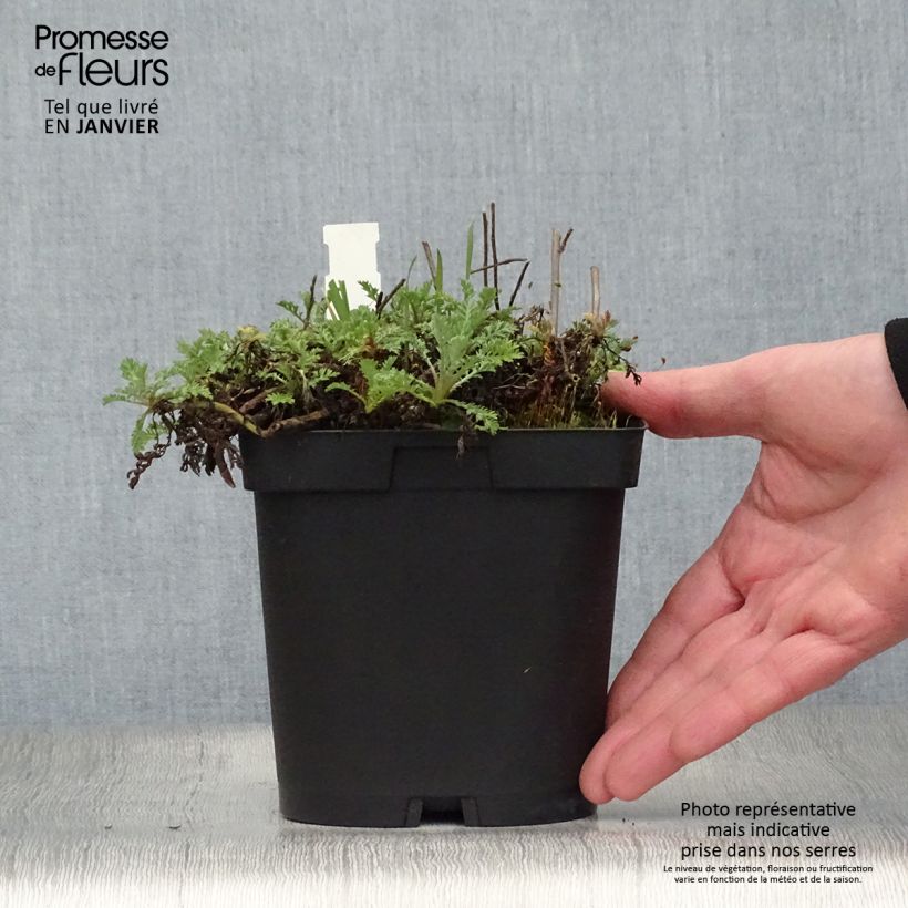 Anthemis tinctoria Sauce Hollandaise - Camomilla dei tintori Vaso da 2L/3L esemplare consegnato in inverno