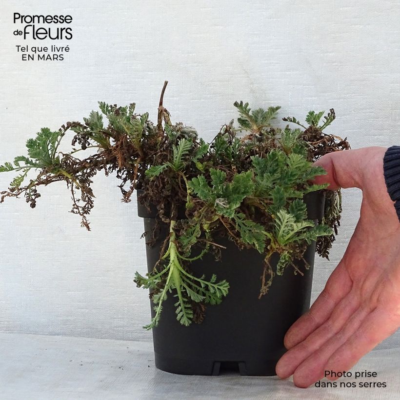 Anthemis tinctoria Sauce Hollandaise - Camomilla dei tintori Vaso da 2L/3L esemplare consegnato in primavera